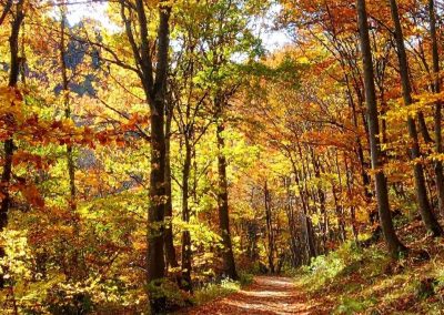 foliage Recoaro Terme foglie in autunno