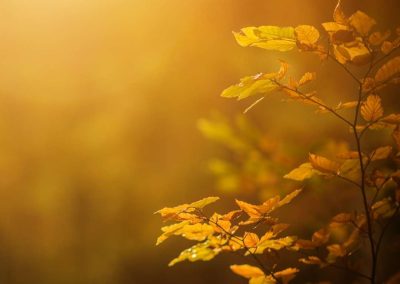 foliage Recoaro Terme foglie in autunno
