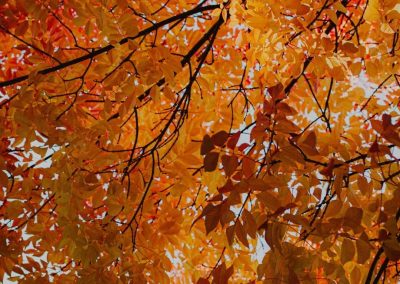 foliage Recoaro Terme foglie in autunno