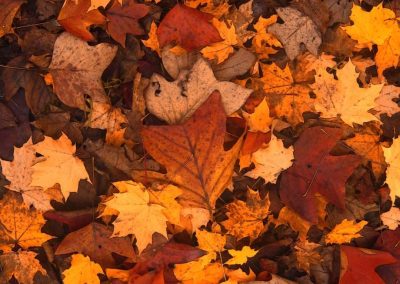 foliage Recoaro Terme foglie in autunno