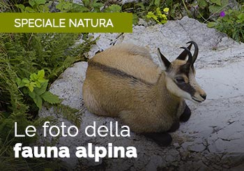 Fauna Alpina delle Piccole Dolomiti