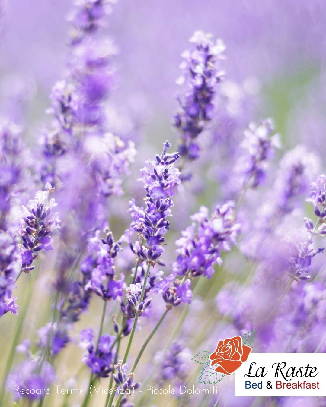lavanda piante officinali