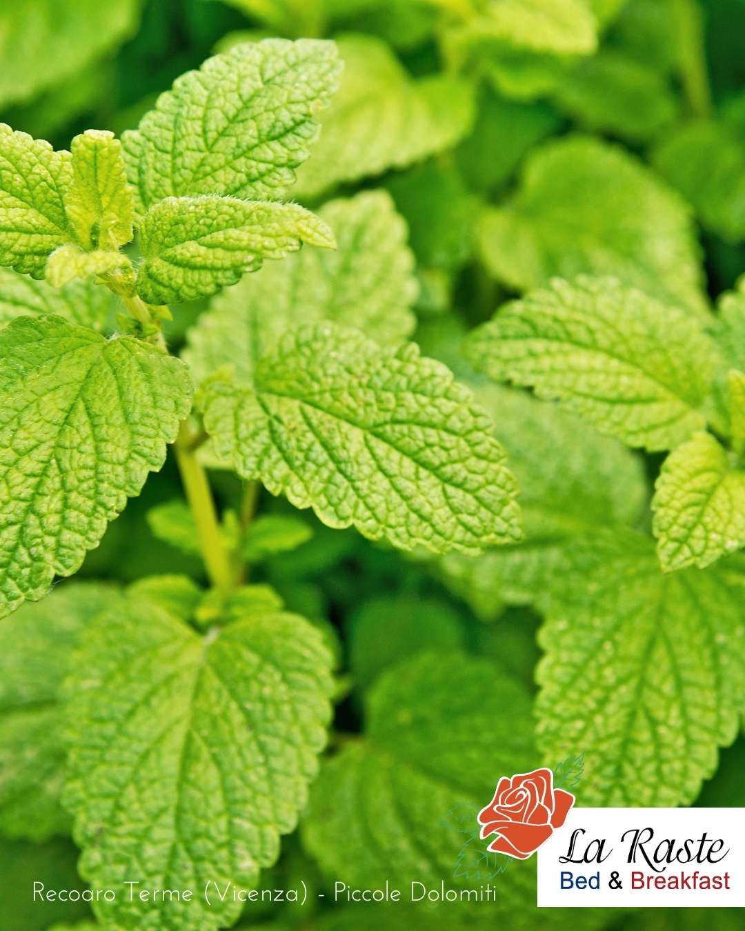 melissa piante officinali