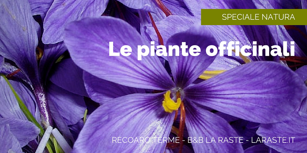 La riscoperta delle piante medicinali