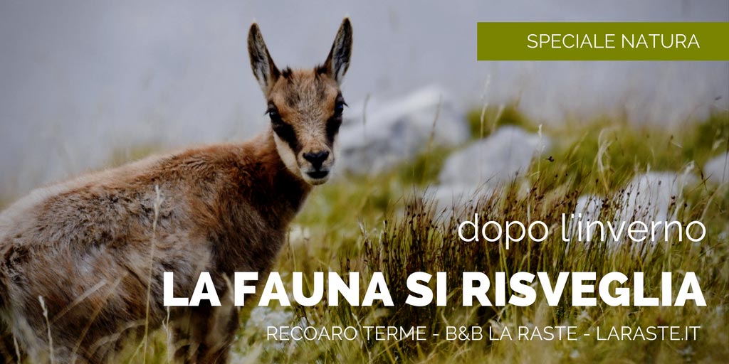 Dopo l'inverno, la fauna alpina si risveglia