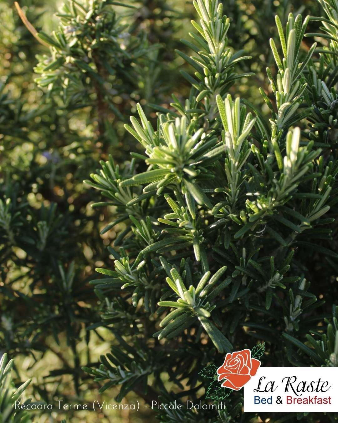 rosmarino piante officinali