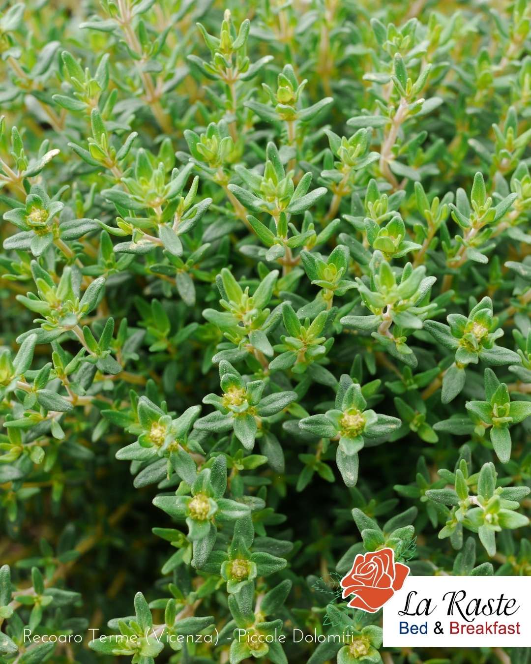 timo piante officinali