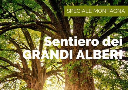 sentiero dei grandi alberi